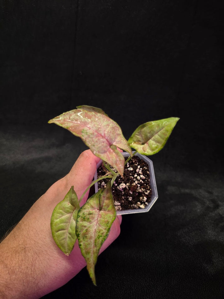 Syngonium Milk Confetii Tri-Color #02