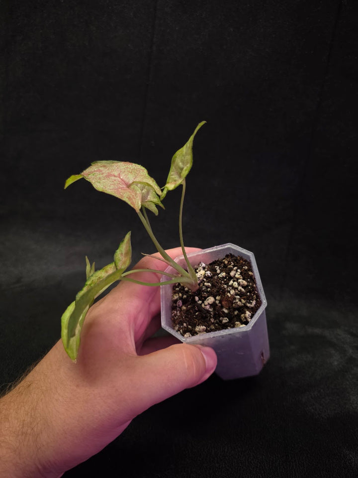 Syngonium Milk Confetii Tri-Color #02