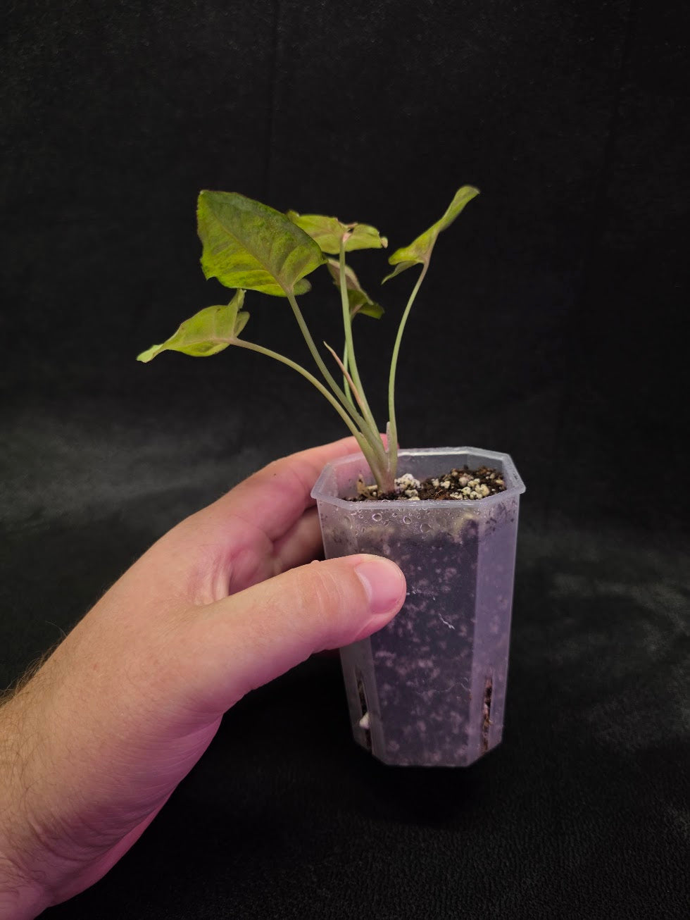 Syngonium Milk Confetii Tri-Color #02
