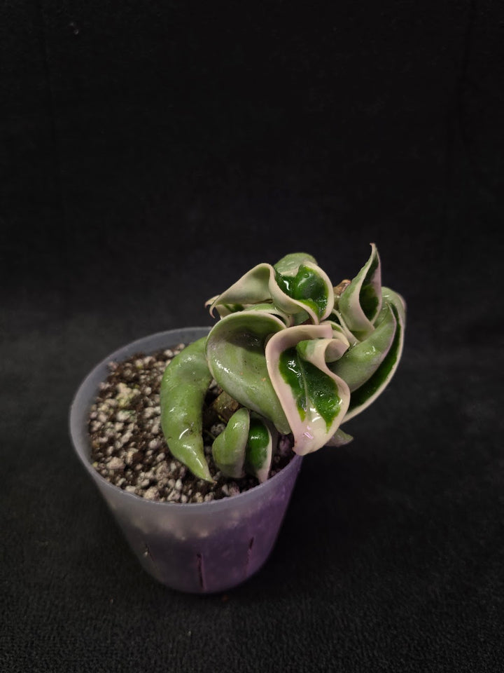 Hoya Compacta Albomargianata #01