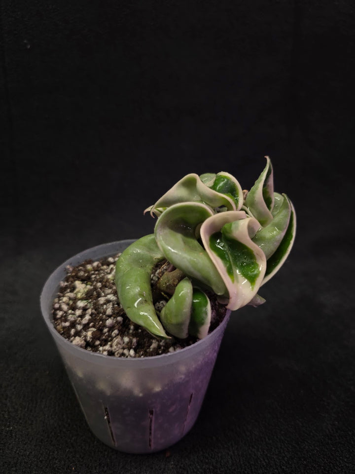 Hoya Compacta Albomargianata #01