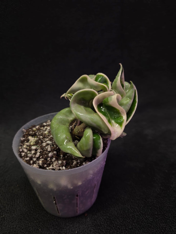 Hoya Compacta Albomargianata #01