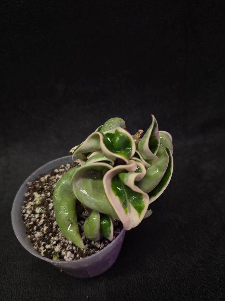 Hoya Compacta Albomargianata #01