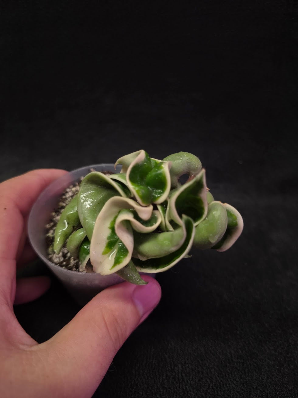 Hoya Compacta Albomargianata #01