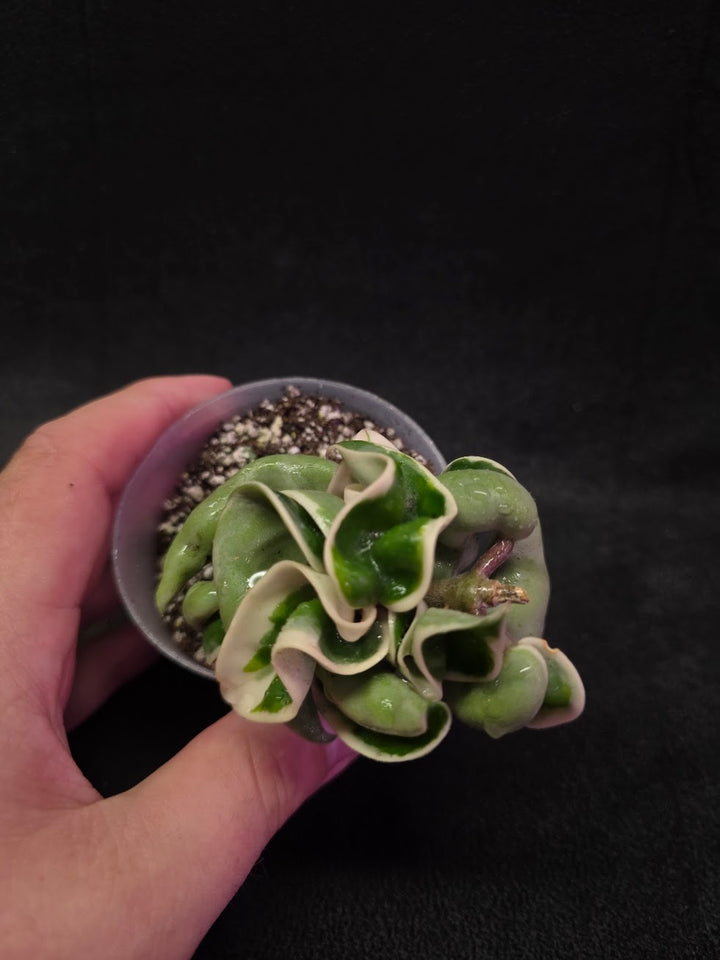 Hoya Compacta Albomargianata #01