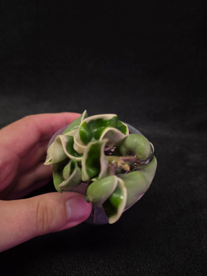 Hoya Compacta Albomargianata #01