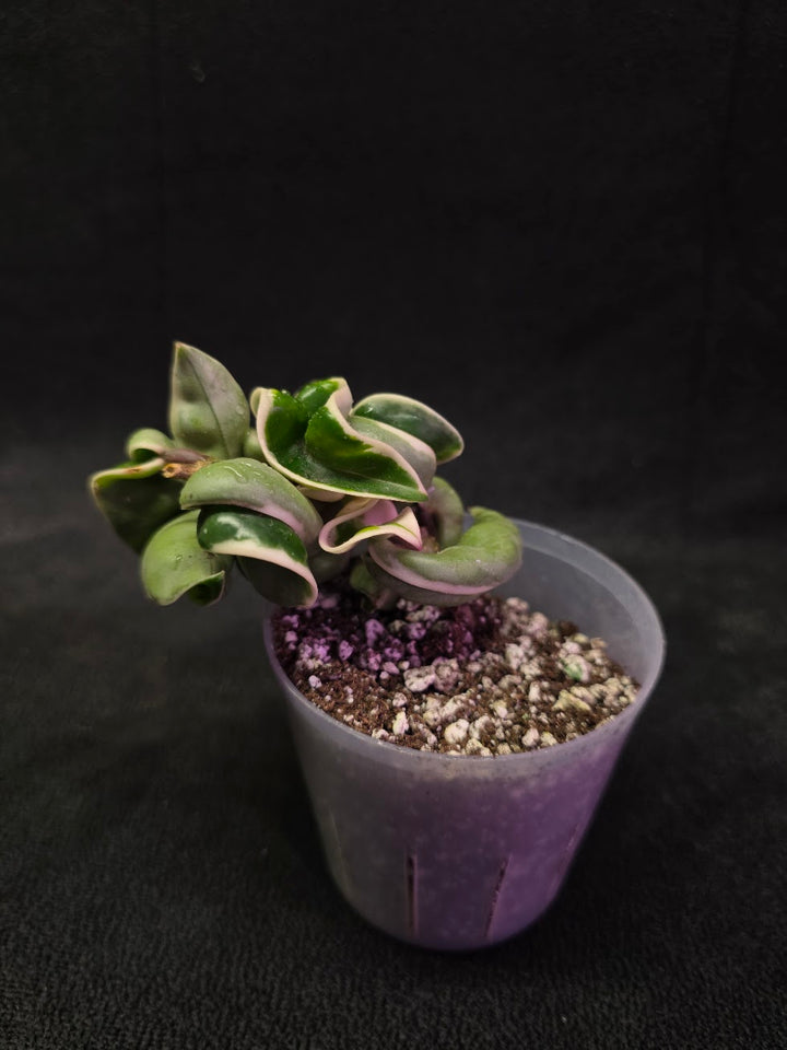 Hoya Compacta Albomargianata #01
