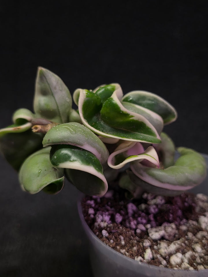 Hoya Compacta Albomargianata #01