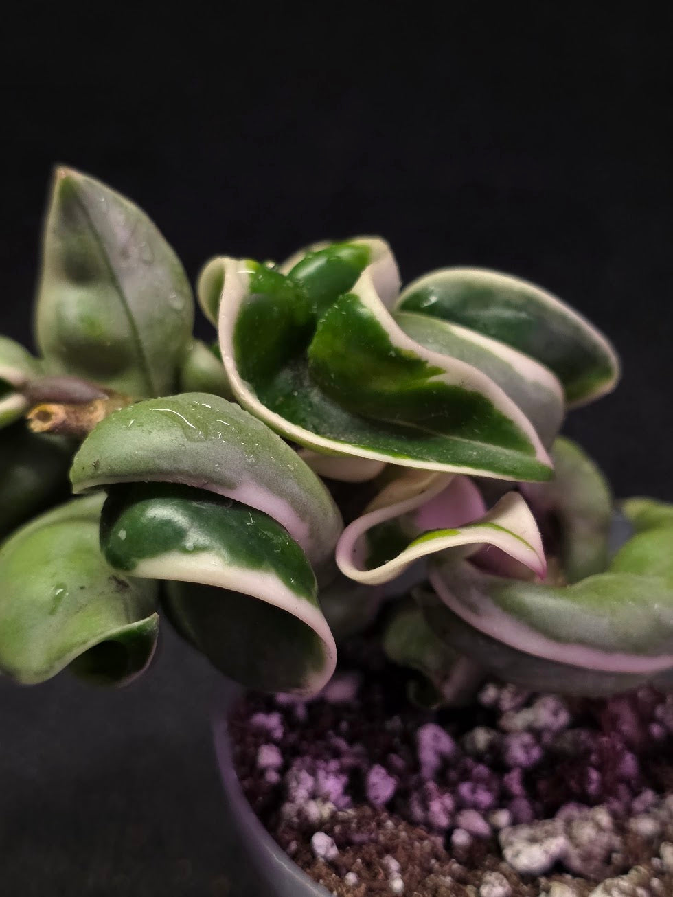 Hoya Compacta Albomargianata #01
