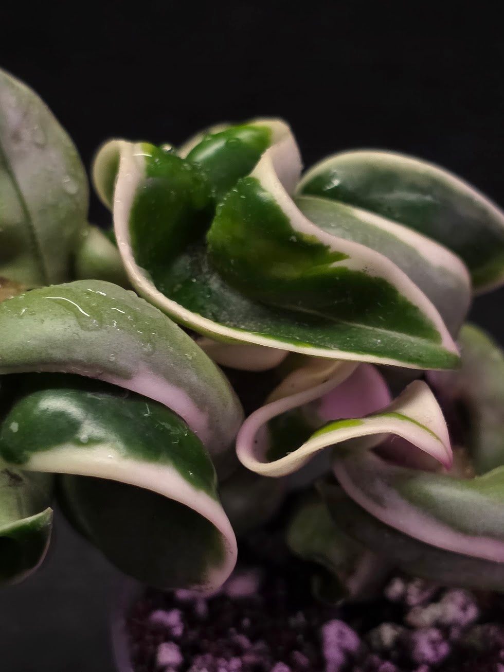 Hoya Compacta Albomargianata #01