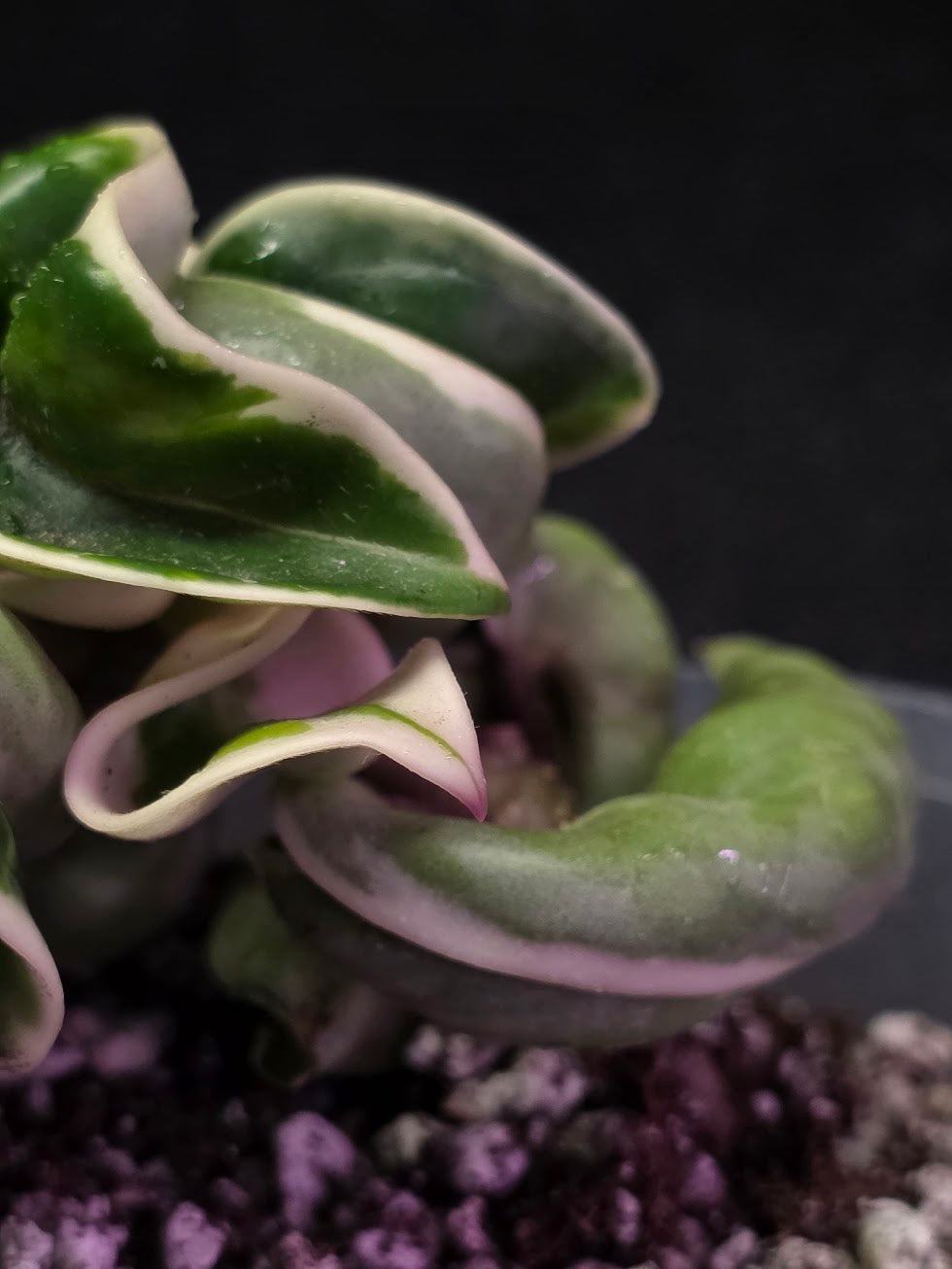 Hoya Compacta Albomargianata #01
