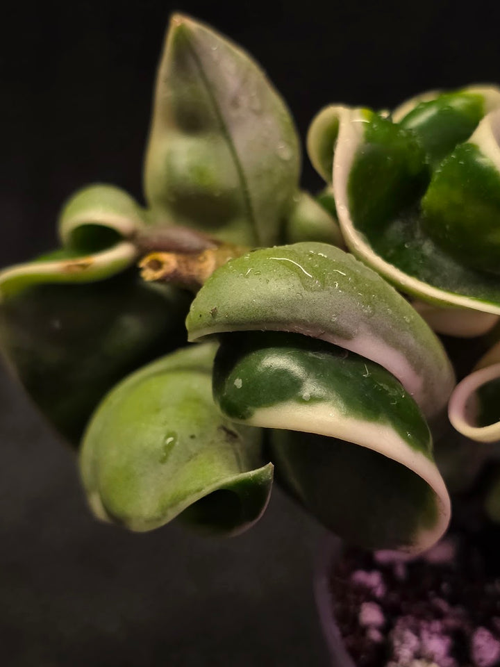Hoya Compacta Albomargianata #01