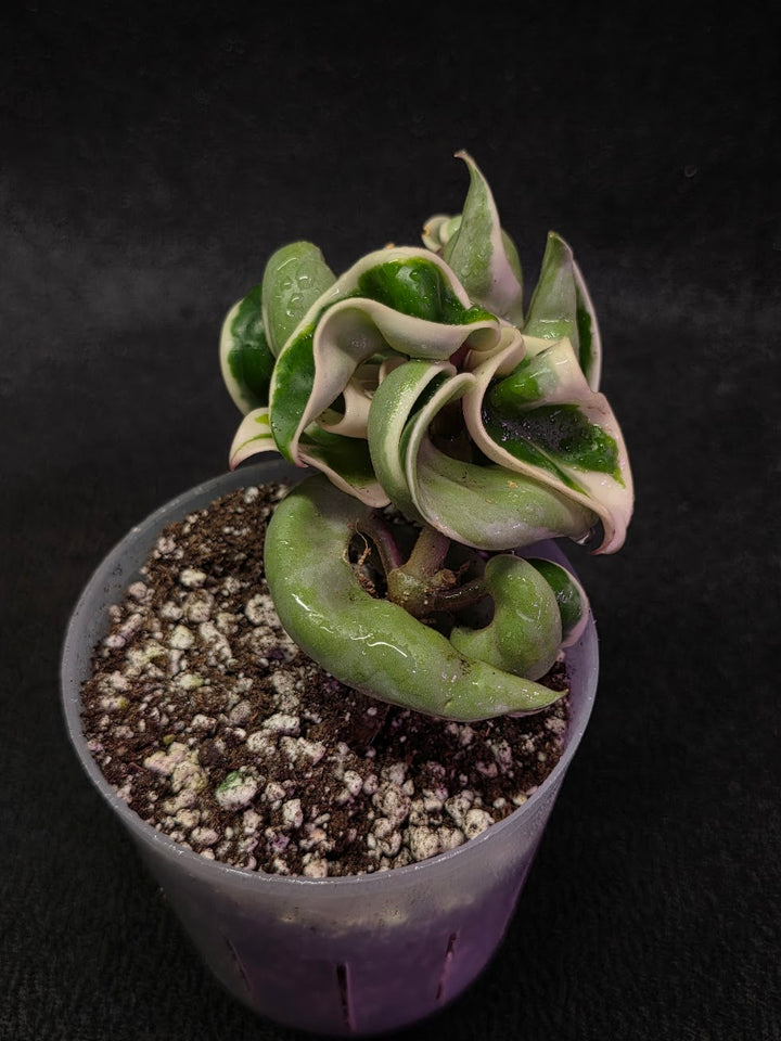 Hoya Compacta Albomargianata #01