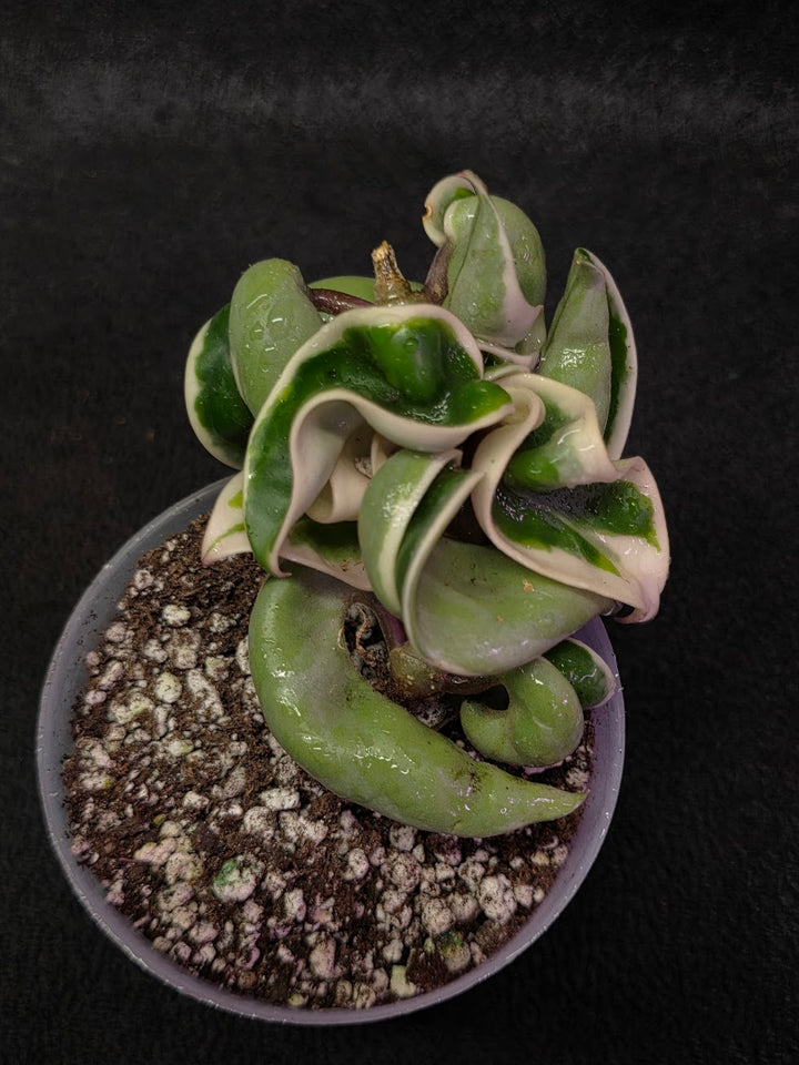Hoya Compacta Albomargianata #01