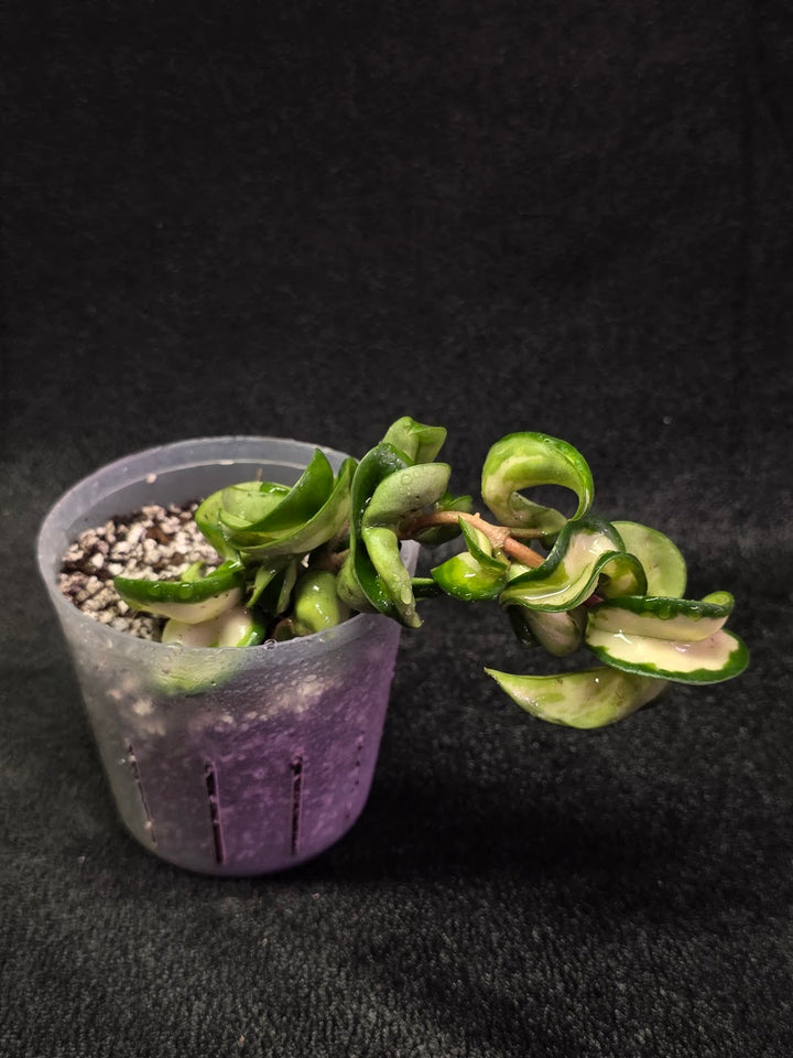 Hoya Muana Loa Variegated #01