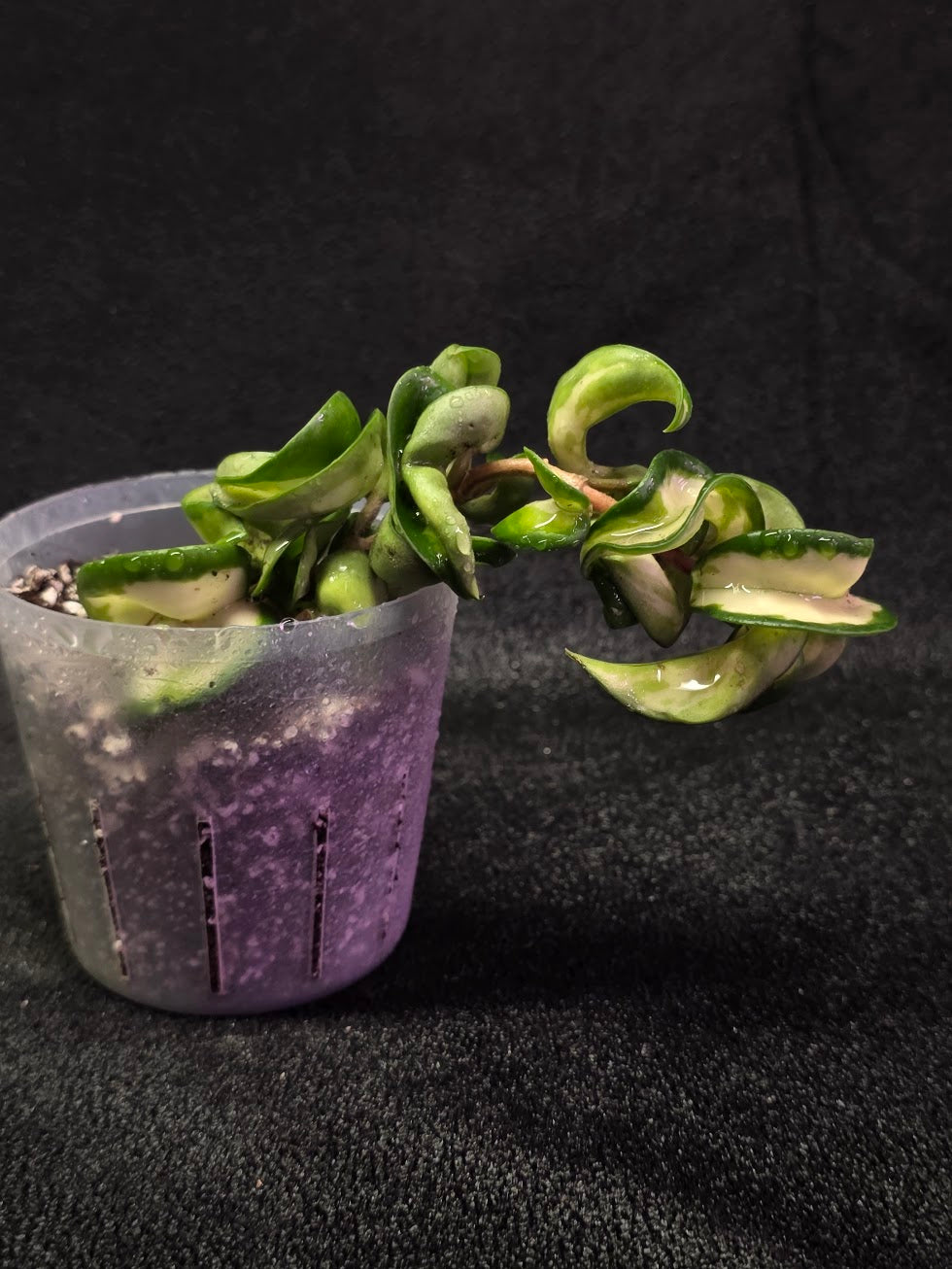 Hoya Muana Loa Variegated #01