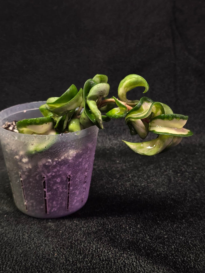 Hoya Muana Loa Variegated #01