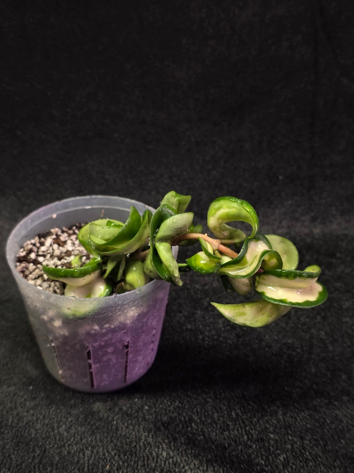 Hoya Muana Loa Variegated #01