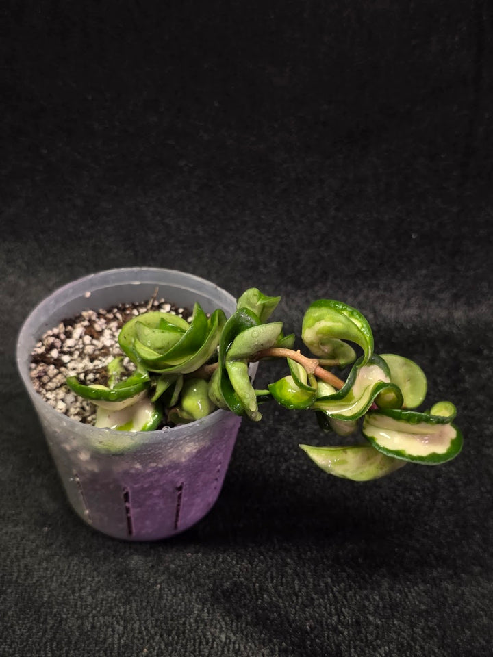 Hoya Muana Loa Variegated #01