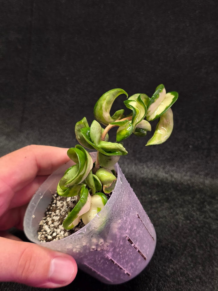 Hoya Muana Loa Variegated #01