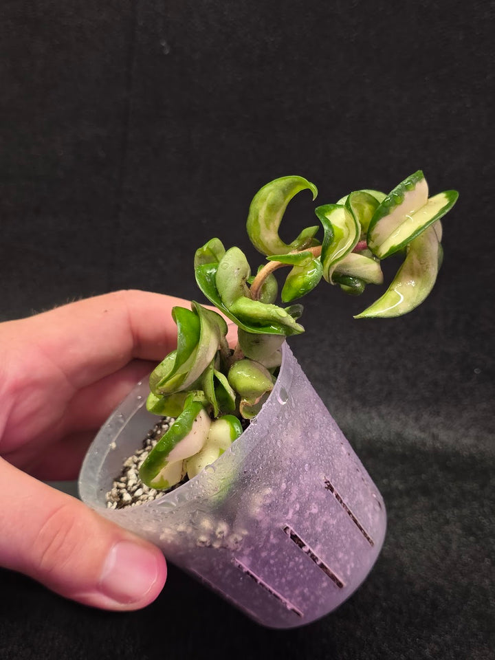 Hoya Muana Loa Variegated #01