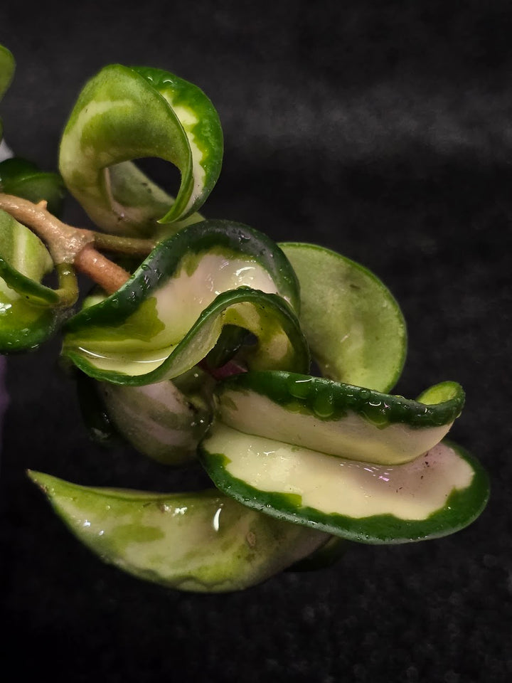 Hoya Muana Loa Variegated #01