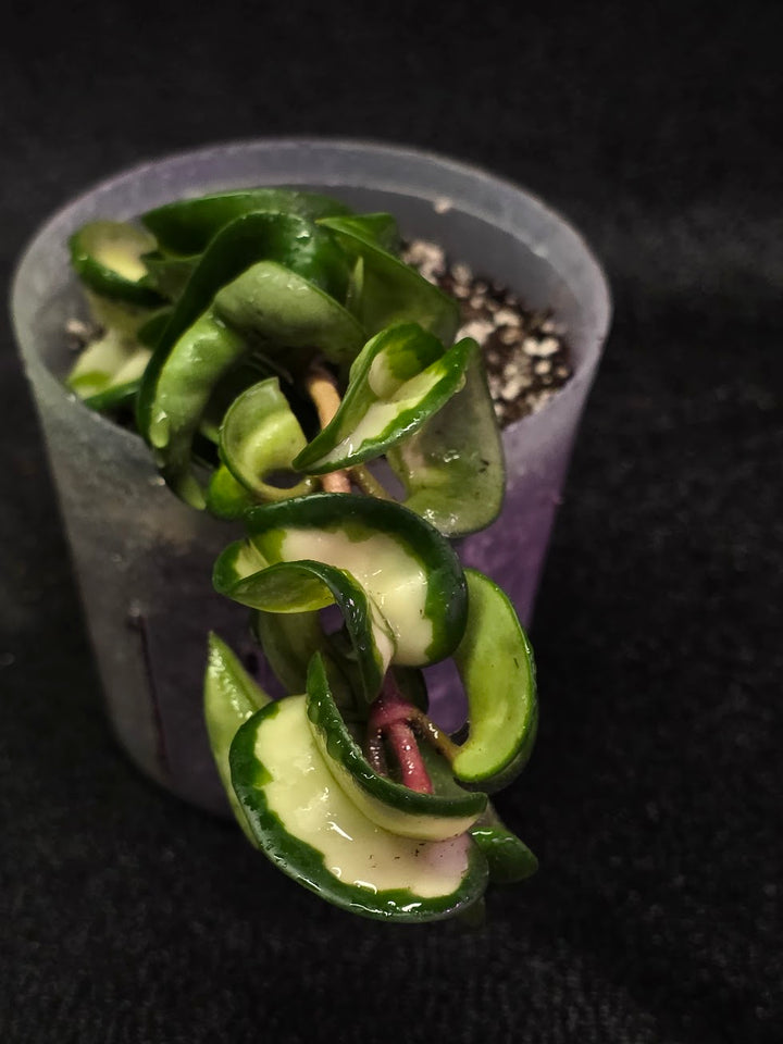 Hoya Muana Loa Variegated #01