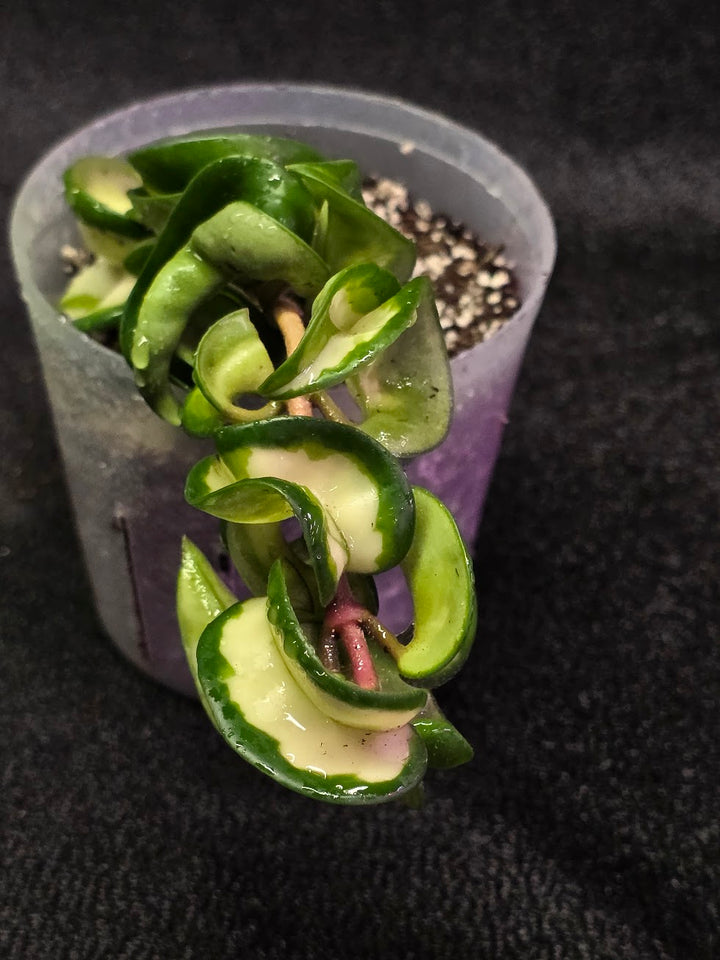 Hoya Muana Loa Variegated #01