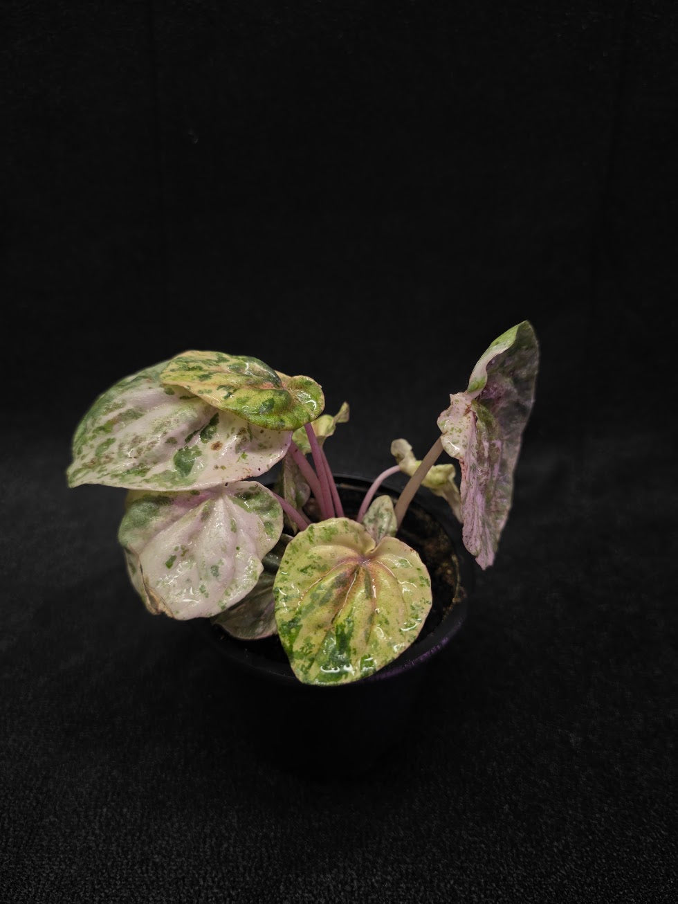 Peperomia Pink Lady #02