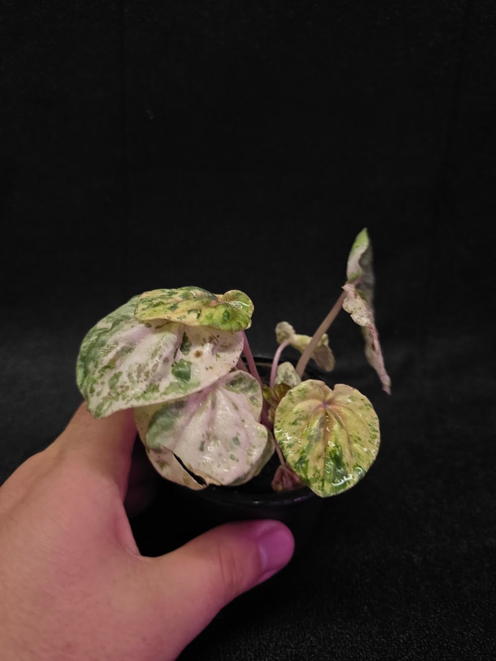 Peperomia Pink Lady #02