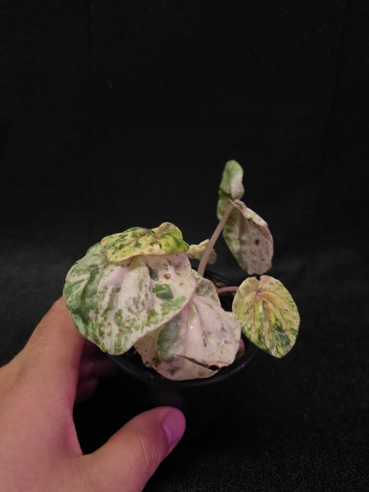 Peperomia Pink Lady #02