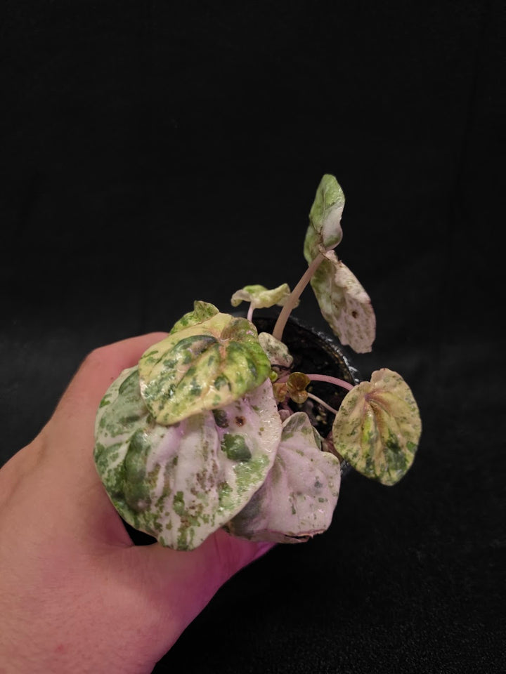 Peperomia Pink Lady #02