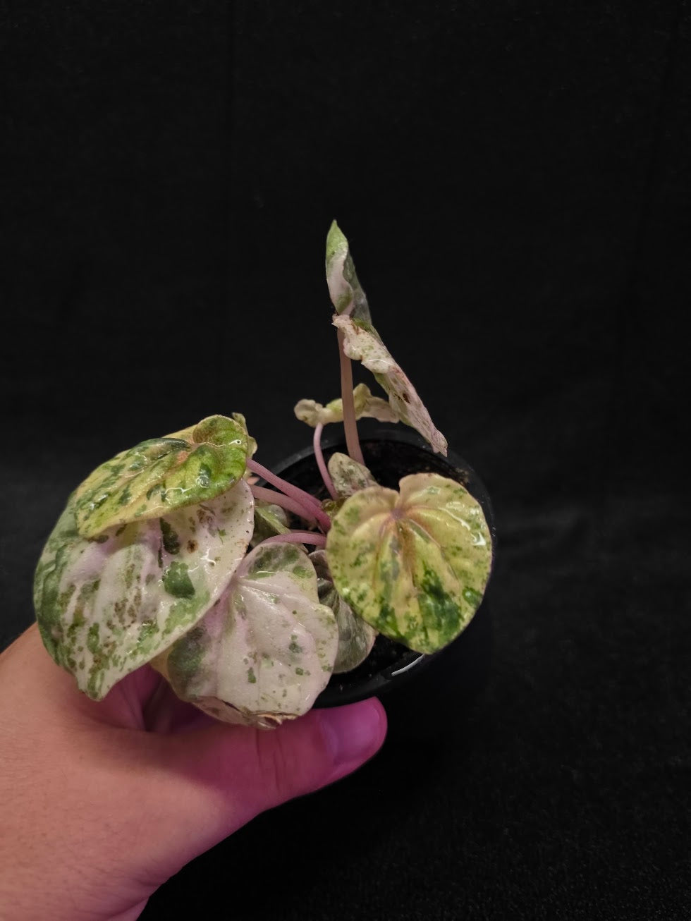 Peperomia Pink Lady #02