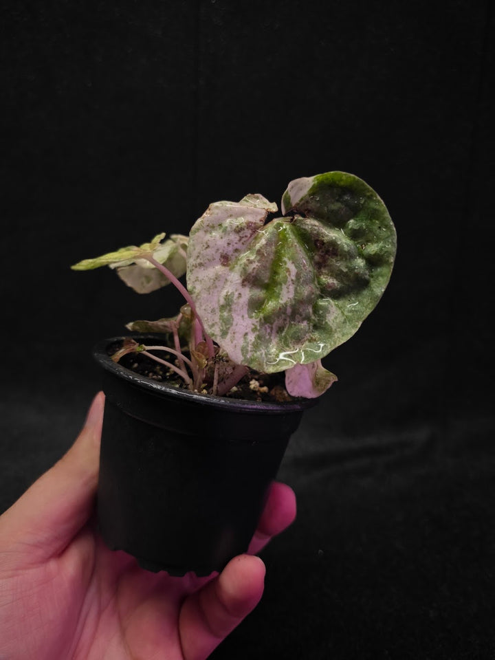 Peperomia Pink Lady #02