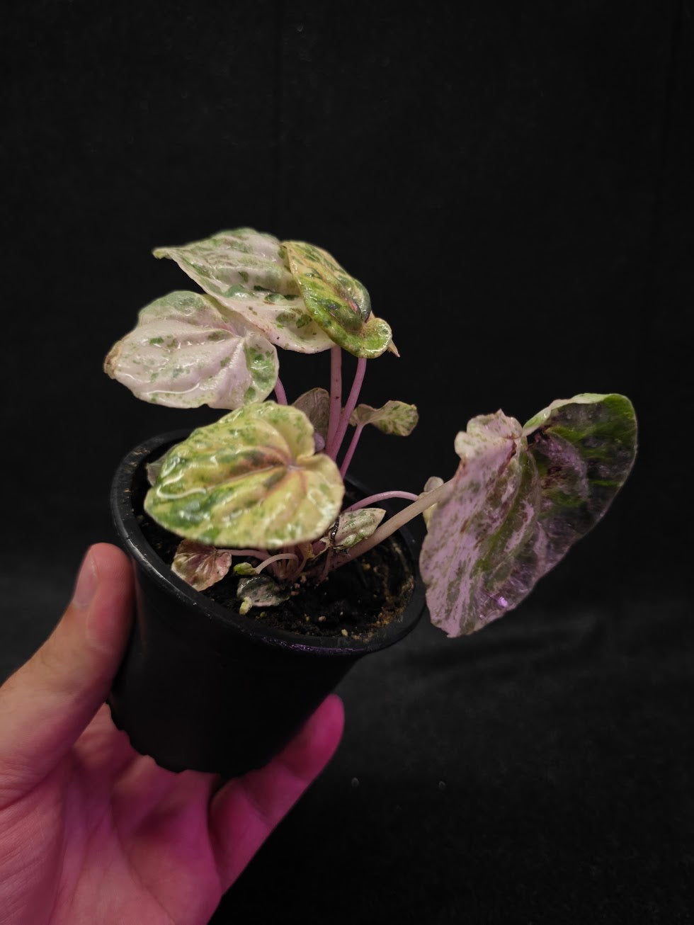 Peperomia Pink Lady #02
