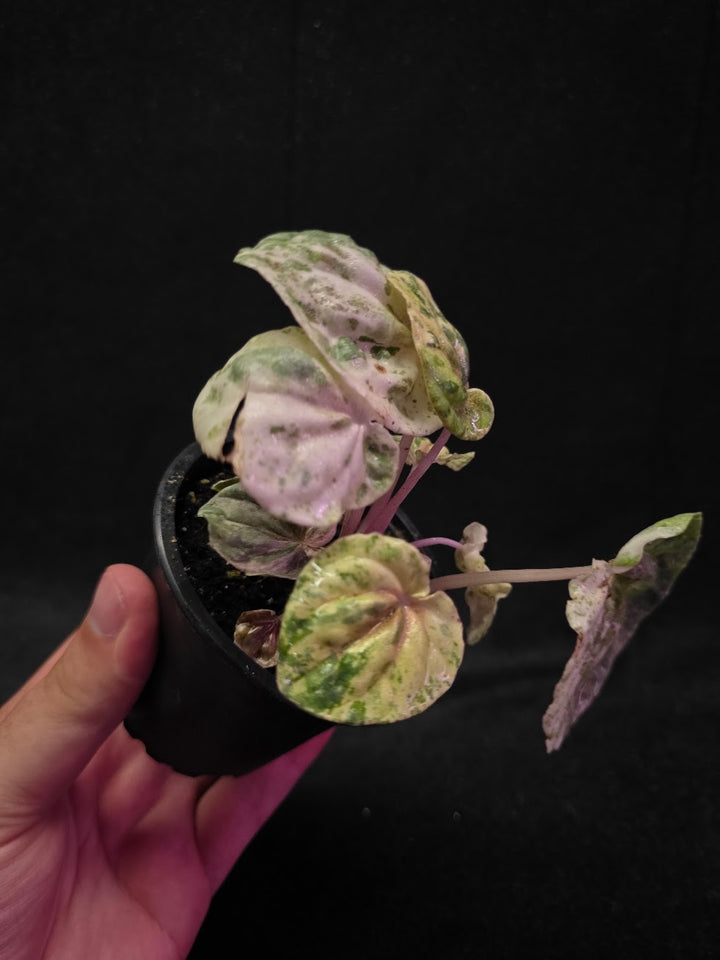 Peperomia Pink Lady #02
