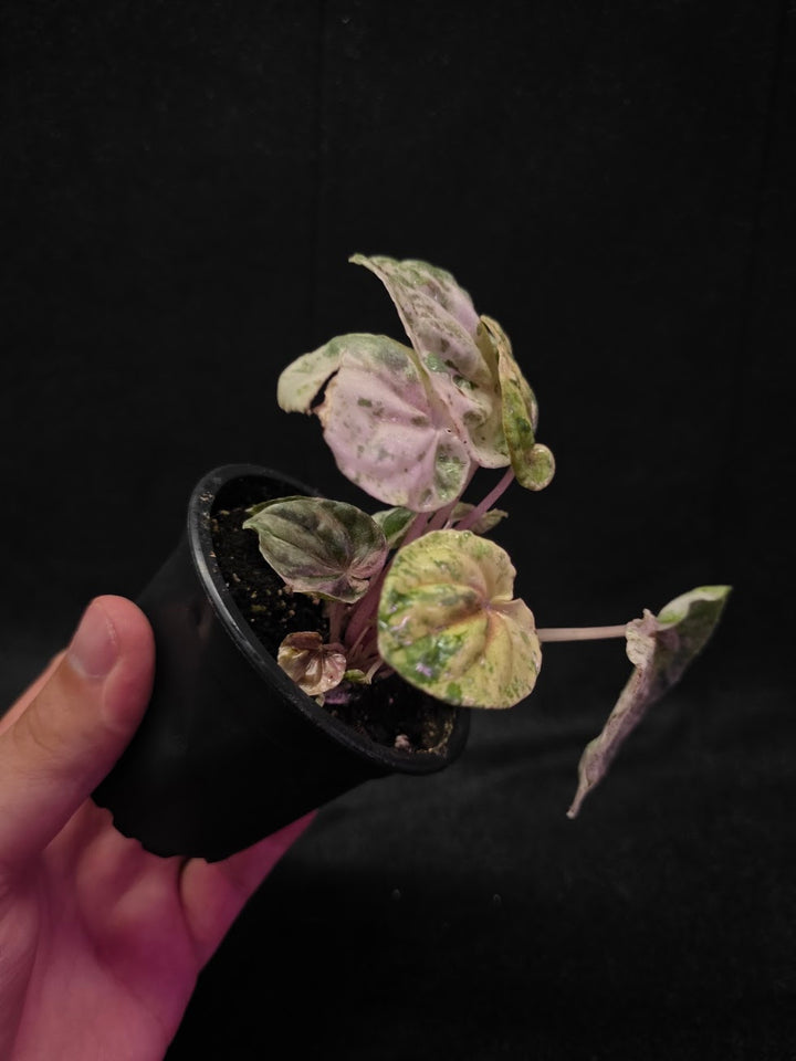 Peperomia Pink Lady #02