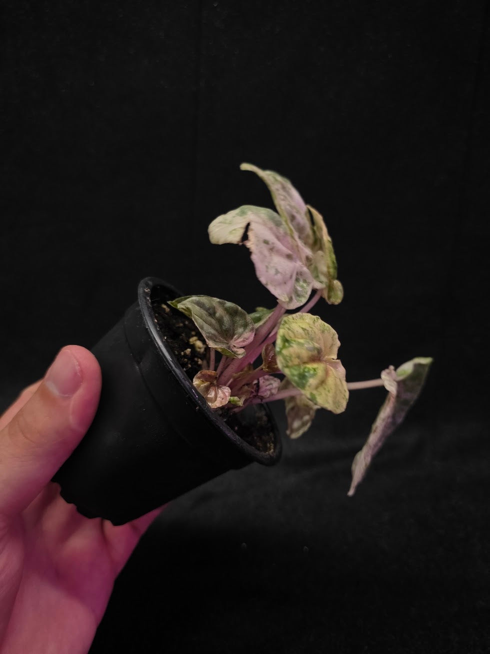 Peperomia Pink Lady #02