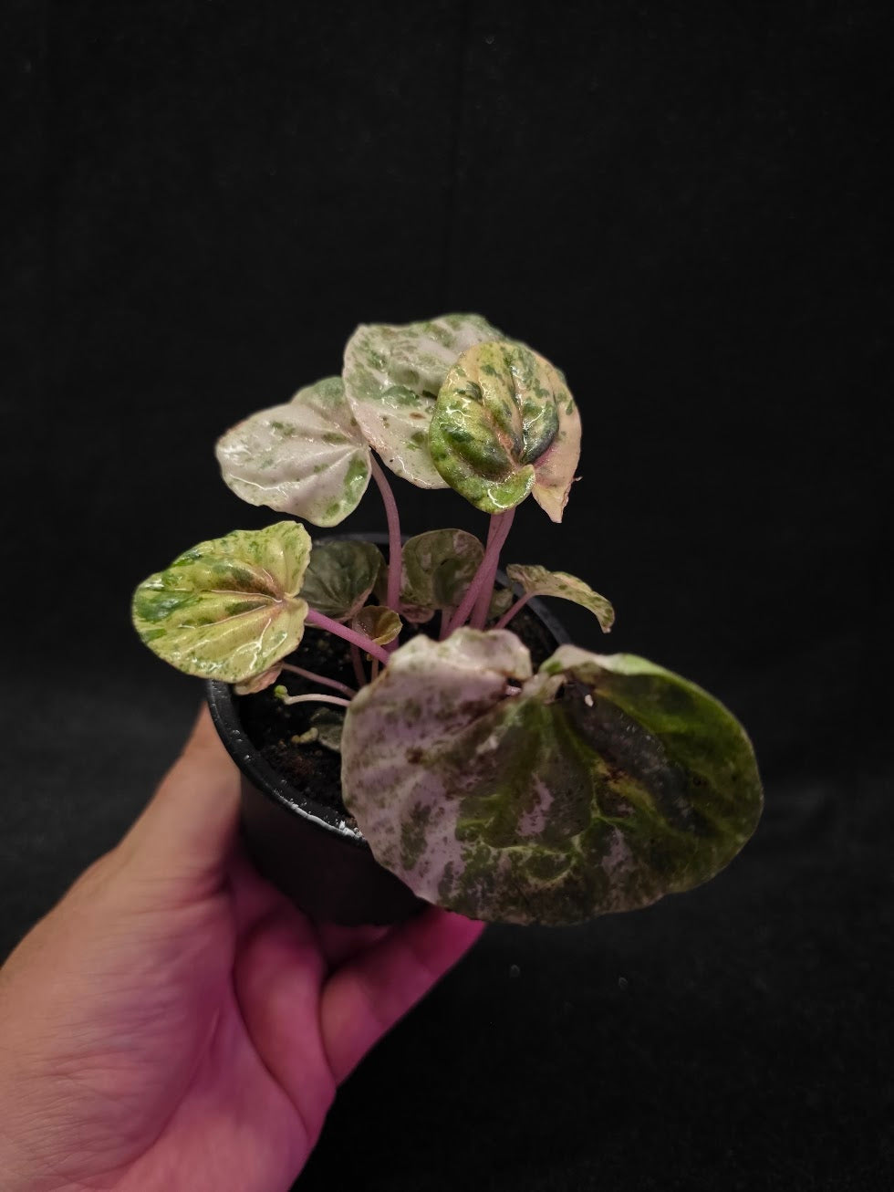 Peperomia Pink Lady #02