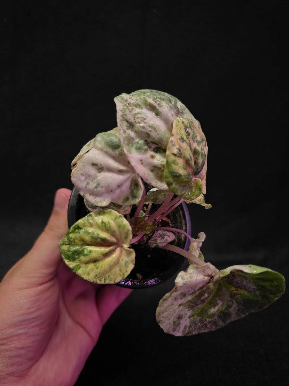 Peperomia Pink Lady #02