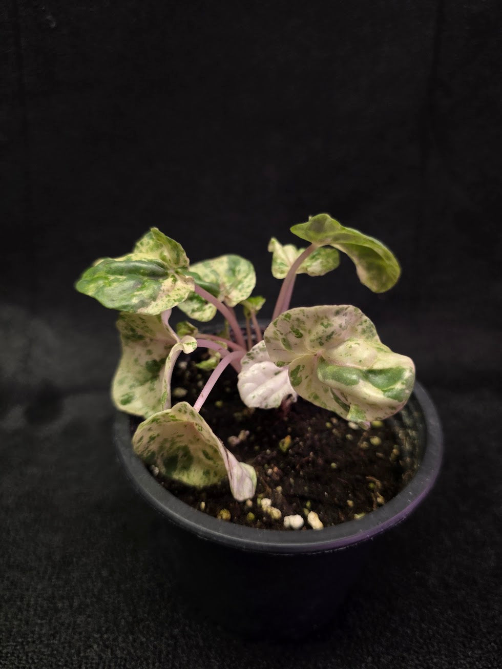 Peperomia Pink Lady #03