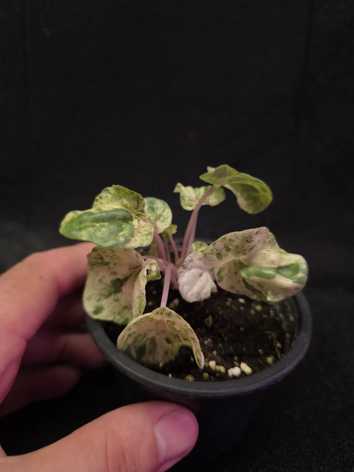 Peperomia Pink Lady #03