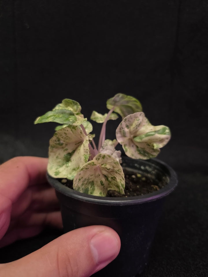 Peperomia Pink Lady #03