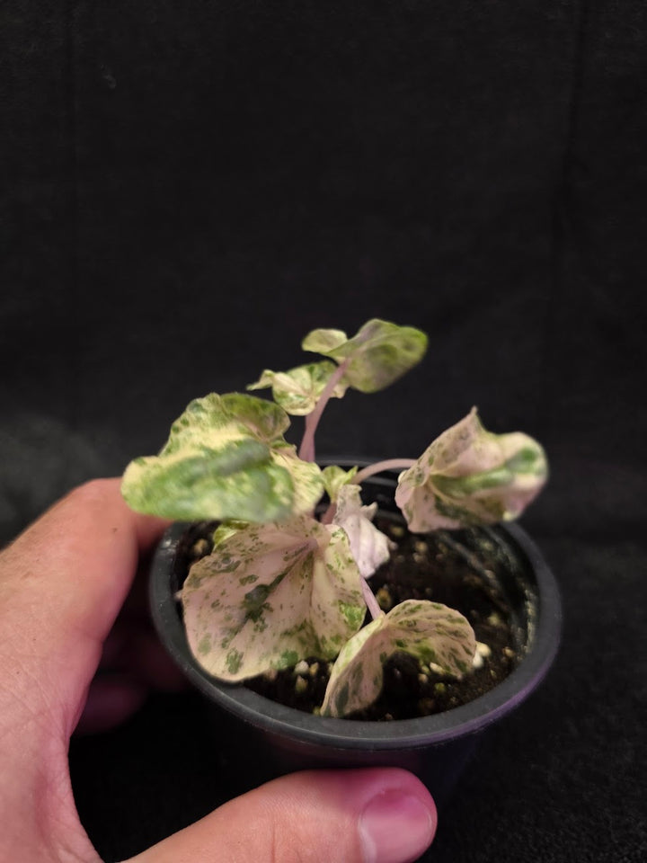 Peperomia Pink Lady #03