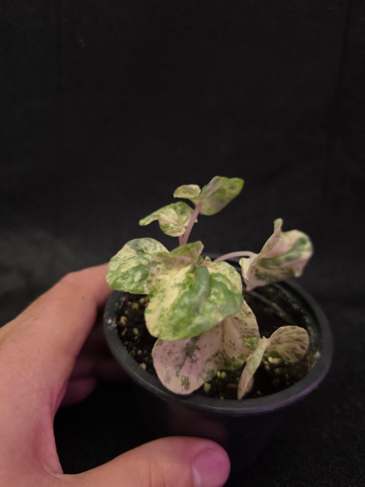 Peperomia Pink Lady #03
