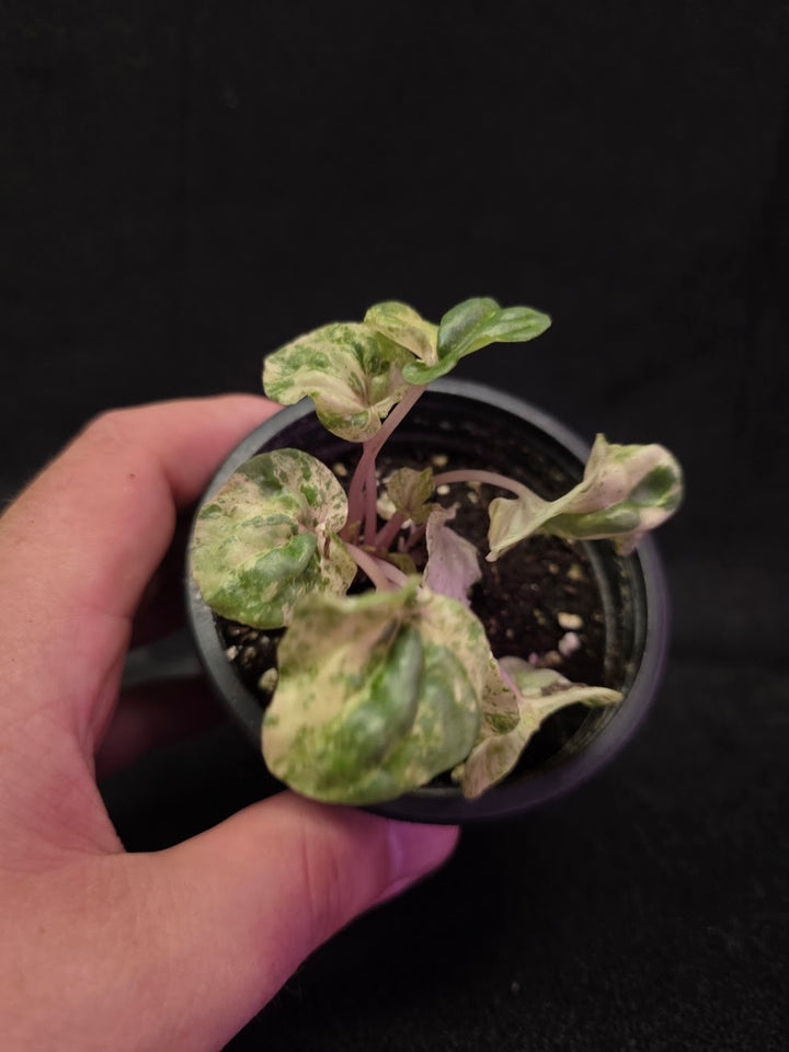 Peperomia Pink Lady #03