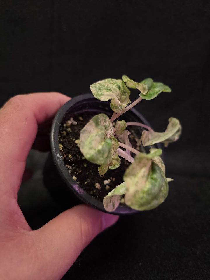 Peperomia Pink Lady #03