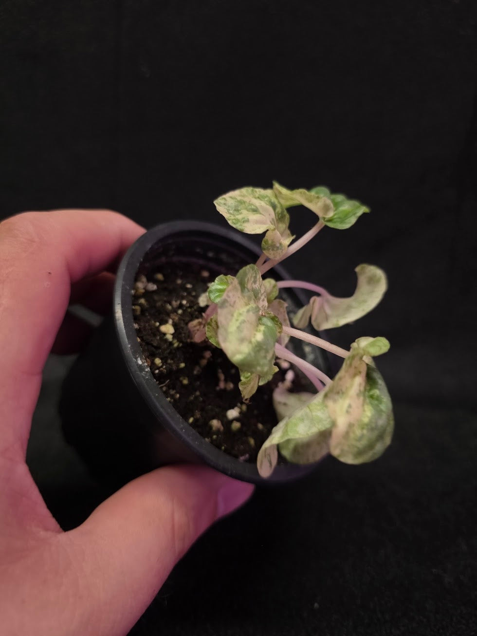 Peperomia Pink Lady #03
