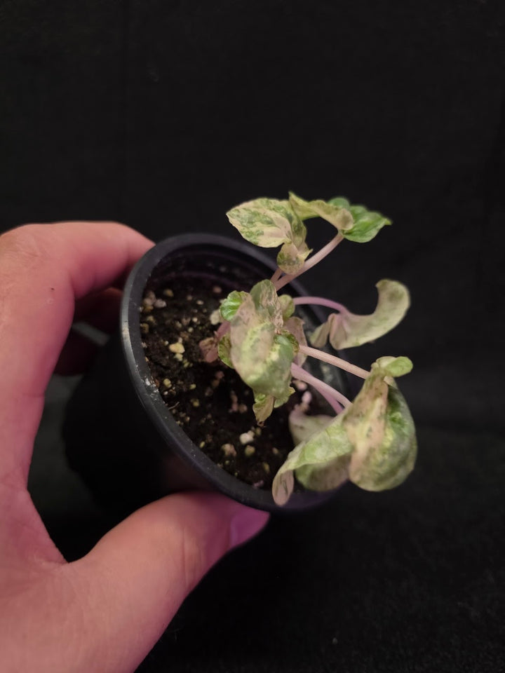Peperomia Pink Lady #03