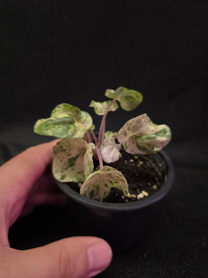 Peperomia Pink Lady #03